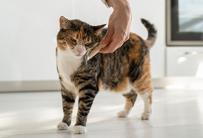 hand brushing cat with brush